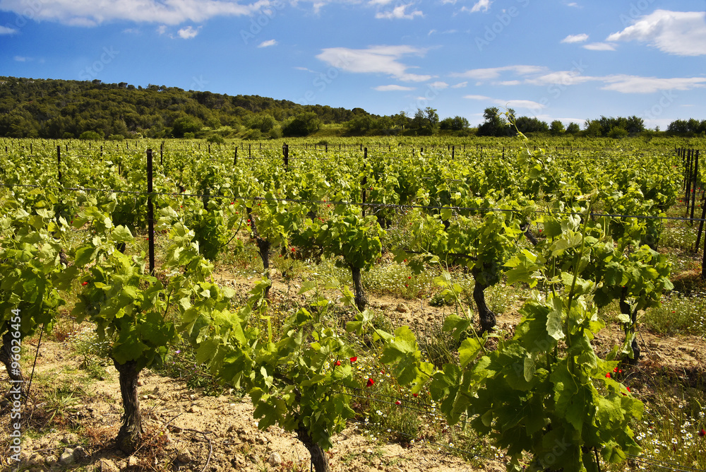 Vignes du Languedoc