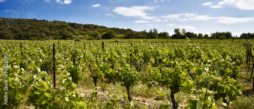 фотографія Vignes du Languedoc