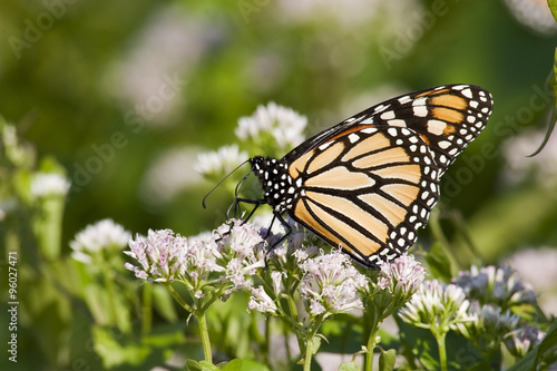 Monarch Butterfly on White Flowers © Jill Lang