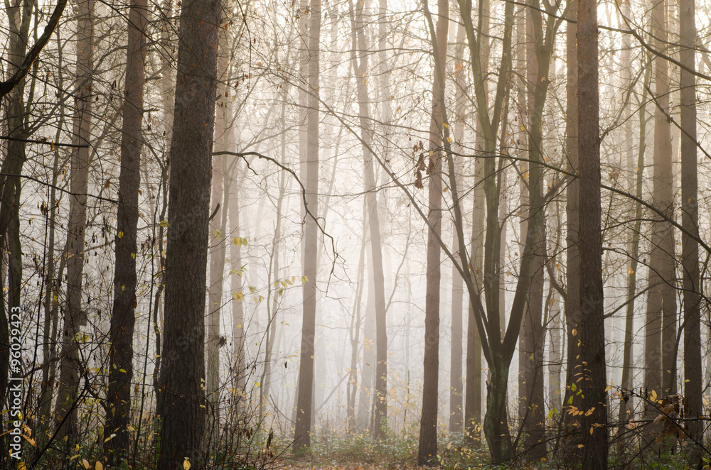 foggy forest foggy forest