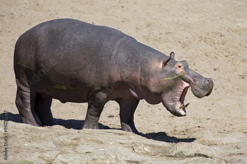 Large hippo bull walking on the bank of river