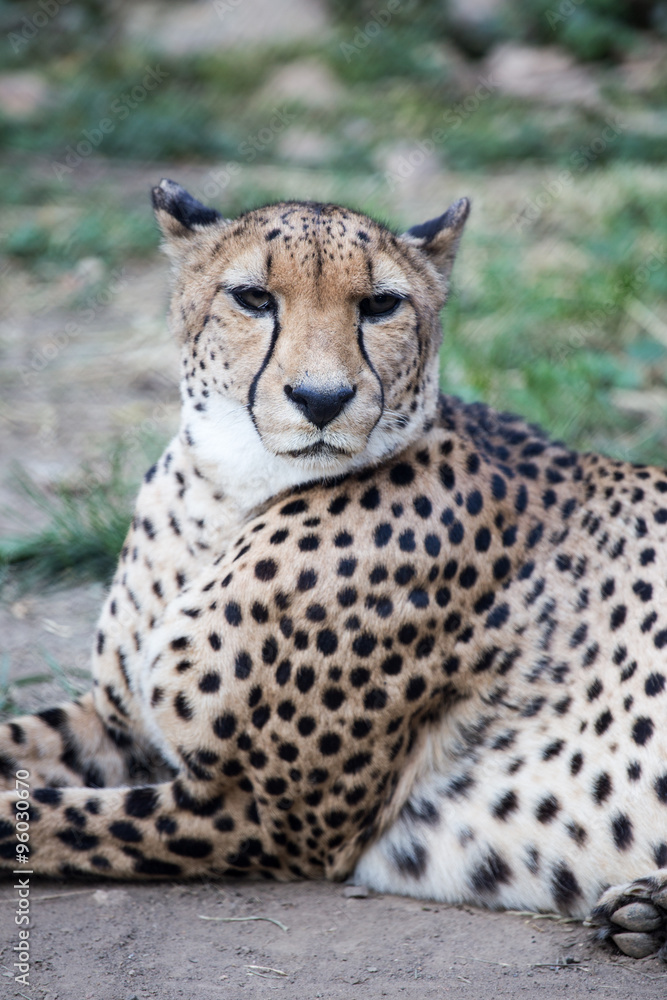 Cheetah Cheetah