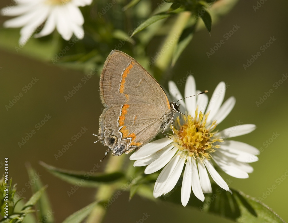 Red-Banded Hairstreak Butterfly on a Tiny Daisy Red-Banded Hairstreak Butterfly on a Tiny Daisy