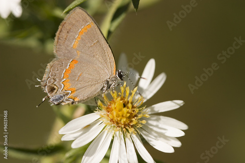 Red-Banded Hairstreak Butterfly on a Tiny Daisy photo