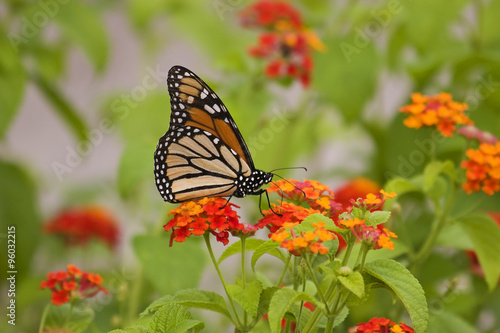 Monarch Butterfles © Jill Lang