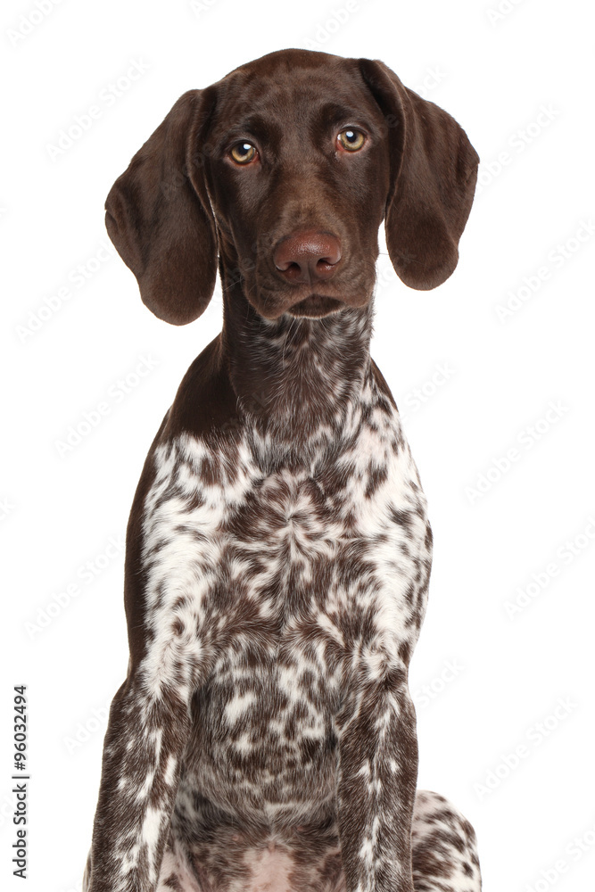 German shorthaired pointer