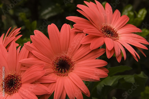 Gerber Daisies