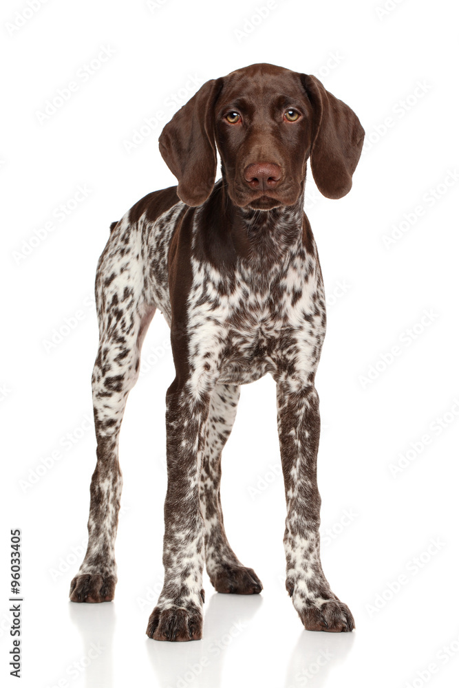 German shorthaired pointer standing