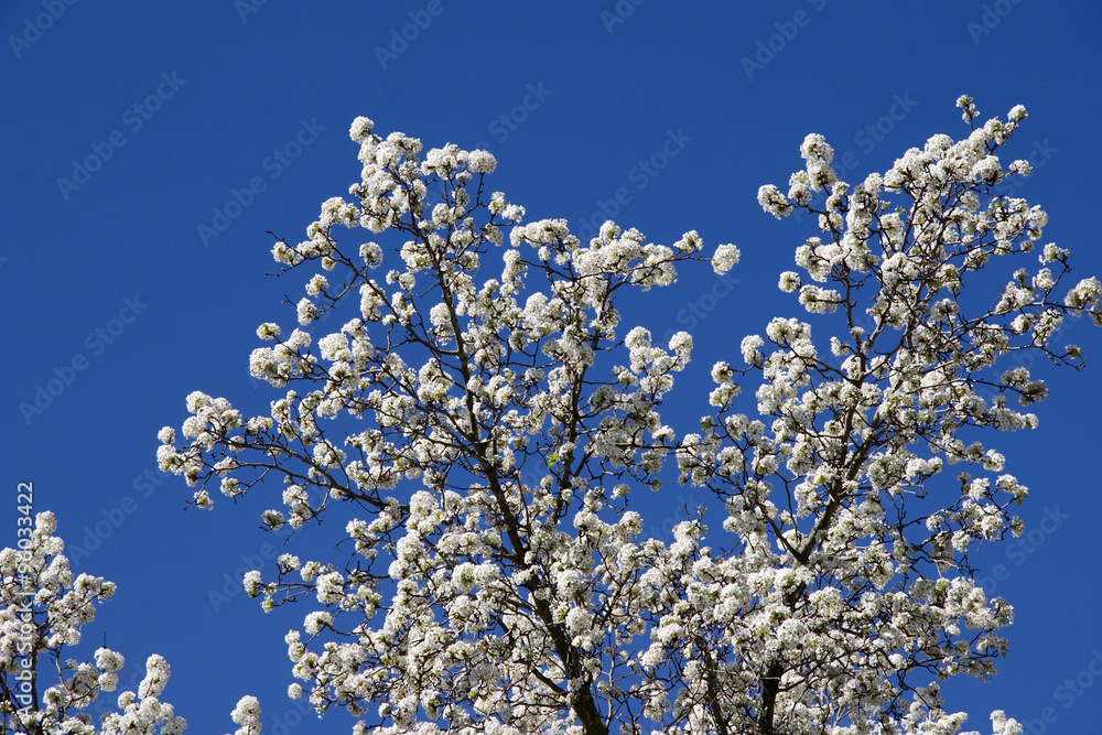 Bradford Pear Trees in Bloom Against the Blue Sky