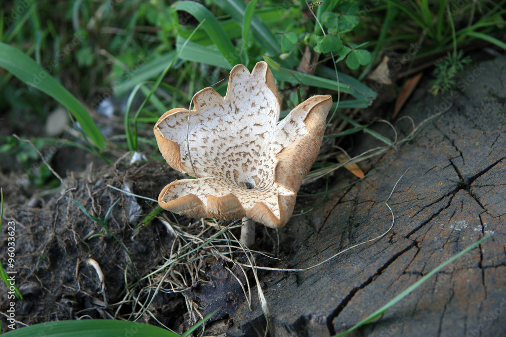 Obraz premium Mushroom / inedible fungus in Abasha
