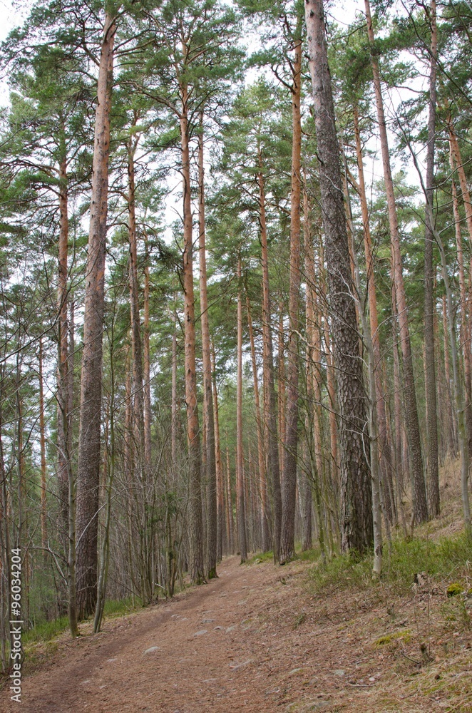 Fototapeta premium Path in the forest