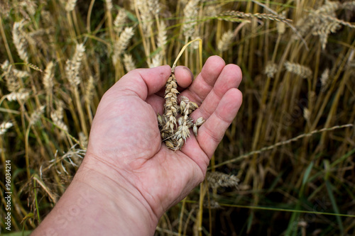 CloseUp Of Farmer Checking Wheat Crop In Field.