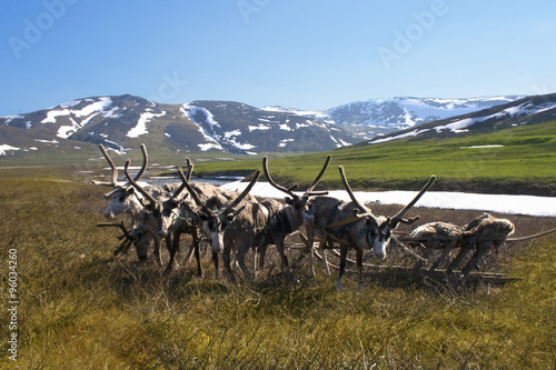 sled reindeer and sleigh in the tundra photo