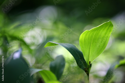 Macrophotography of single green plant on the green and dark green blurred background with yellow-white multiple bokeh