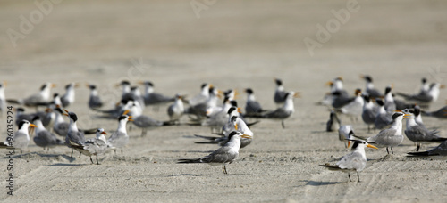 Lesser crested terns in the coastal sand © Dr Ajay Kumar Singh