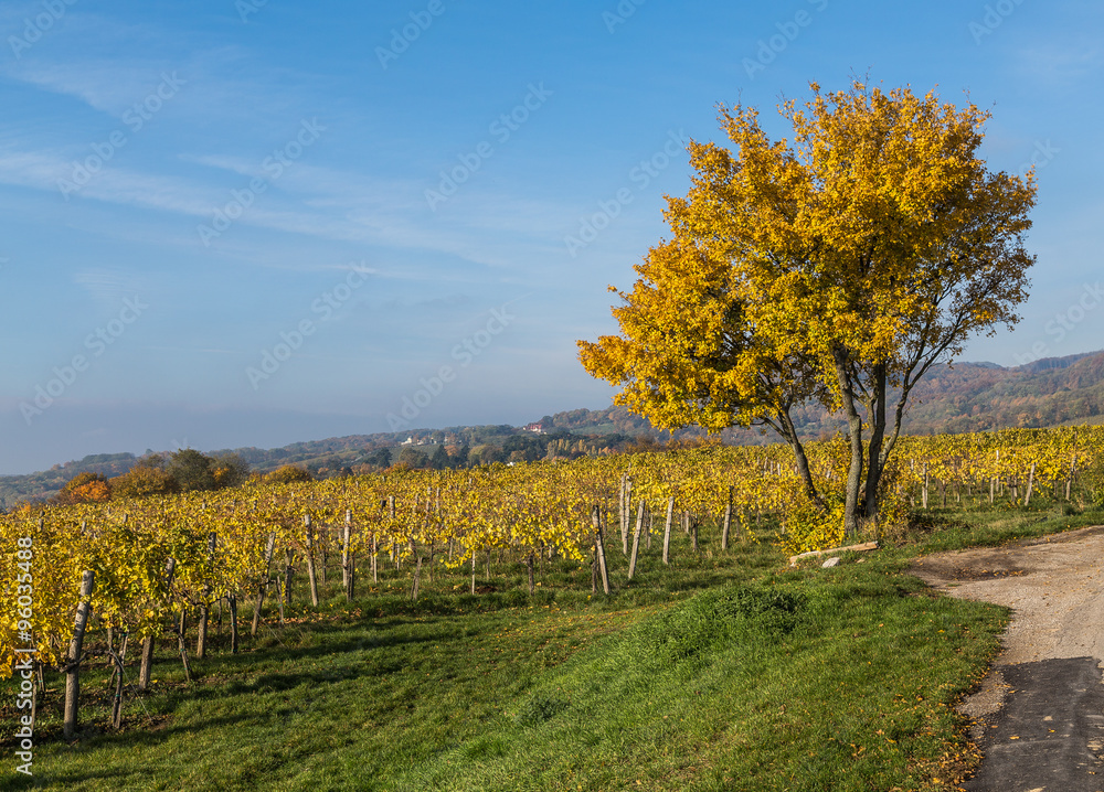 Fototapeta premium Colourful Leaves on Vineyard Plantations in Autumn