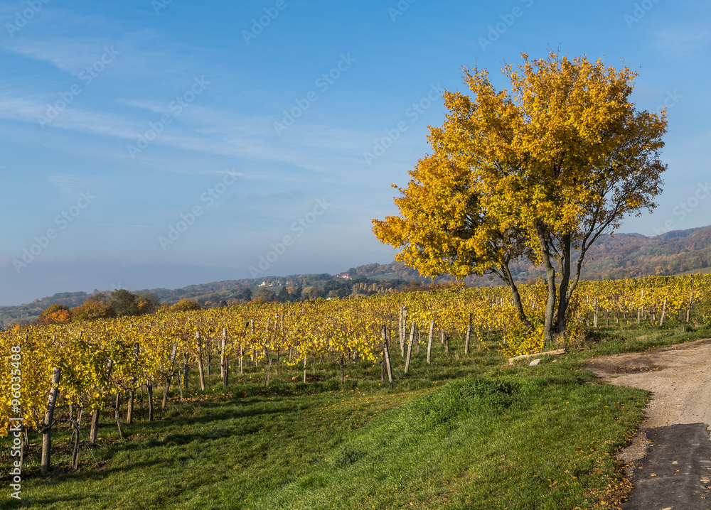 Colourful Leaves on Vineyard Plantations in Autumn