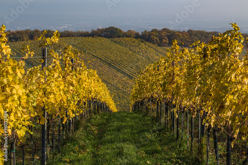 Fototapeta Naklejka Na Ścianę i Meble -  Colourful Leaves on Vineyard Plantations in Autumn