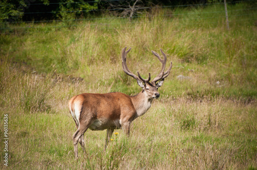 Wild red Deer stag