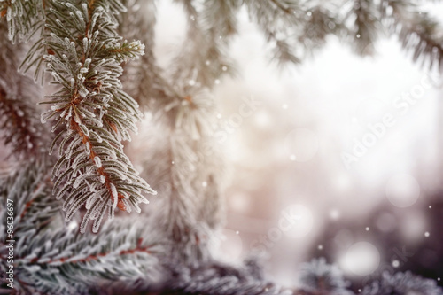 Vintage Christmas  winter background with frosty pine tree