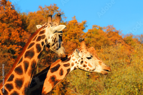 Giraffes couple falling in love. #96037443
