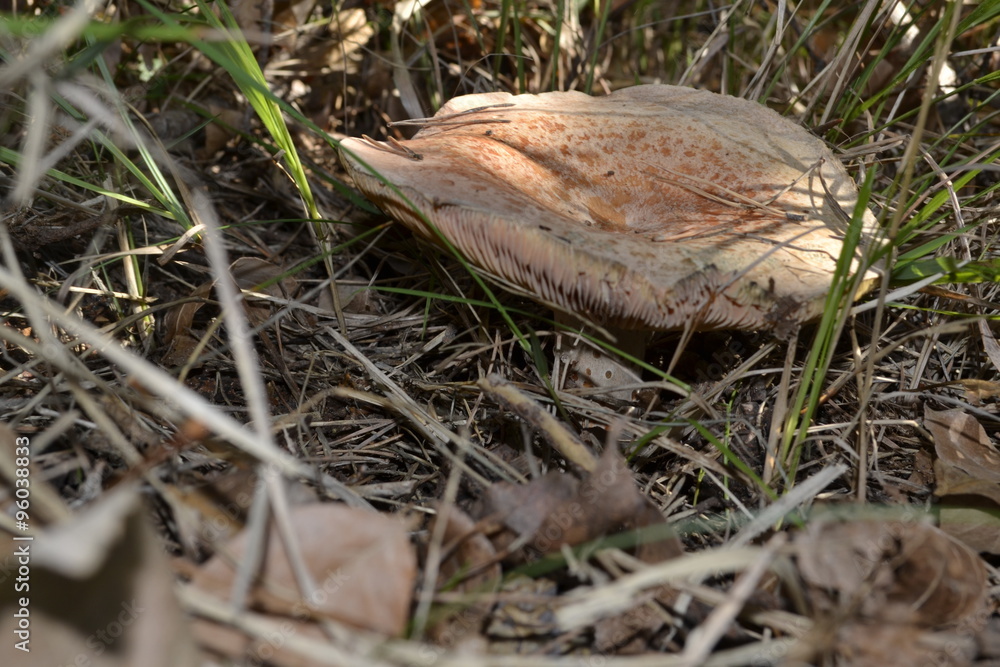 Obraz premium andare per funghi