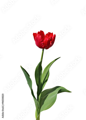 Single fringed red tulip isolated