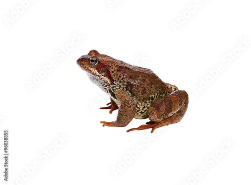 Brown frog isolated