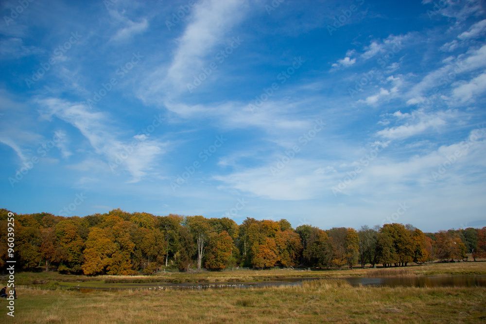 Fototapeta premium beautiful golden autumn