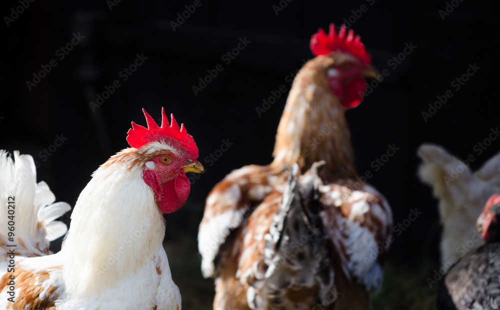 Close view of rooster head with white feathers red crest and a yellow beak and other chicken on the dark background suggesting organic grown poultry
