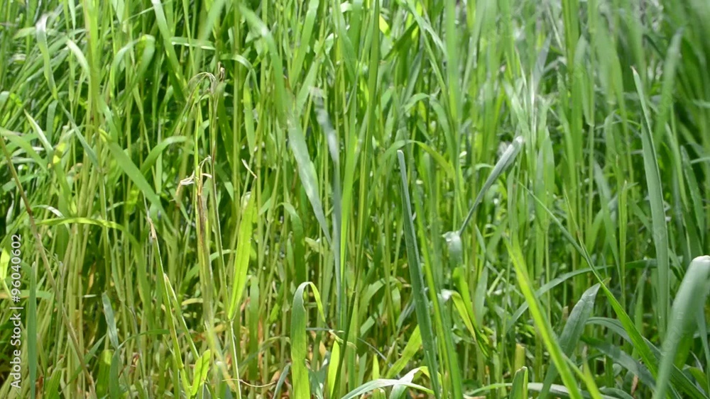 High grass in the field High grass in the field