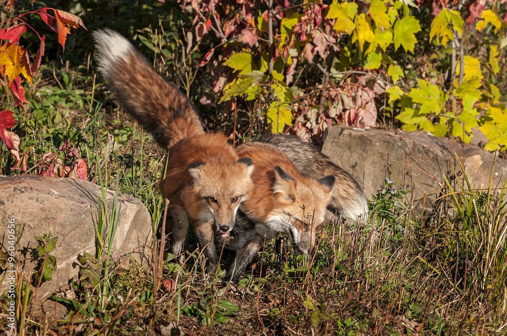 Fototapeta premium Two Red Fox (Vulpes vulpes) Side by Side