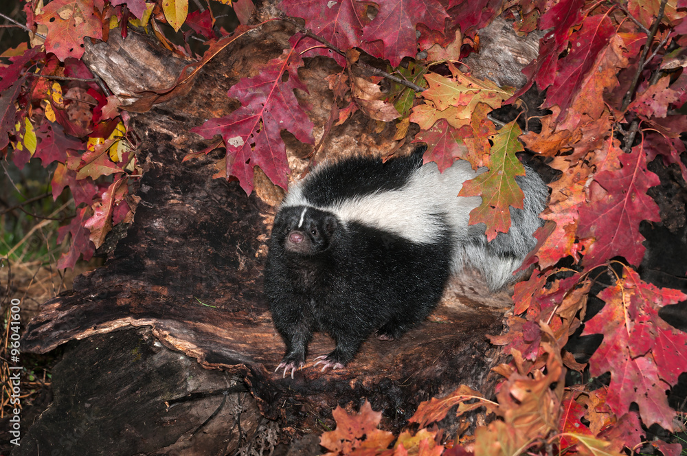 Striped Skunk (Mephitis mephitis) Looks Out from Log