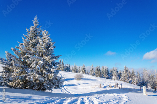 Winter mountain landscape with lots of snow trees 