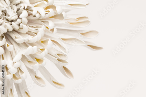 Fototapeta Naklejka Na Ścianę i Meble -  Extreme close up of white spray painted chrysanthemum forms abstract background