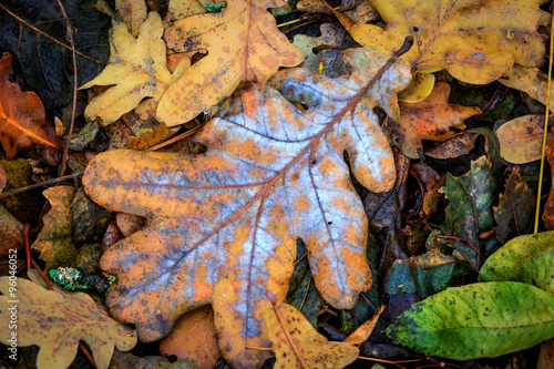 Autumn oak leafs