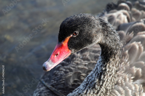 Trauerschwan  Cygnus atratus 