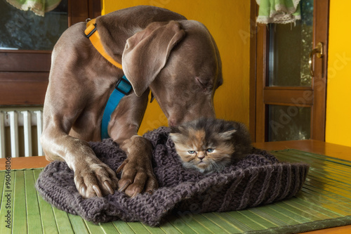 Cane adulto di razza Weimaraner con cucciolo di gatto persiano  tartugato  photo