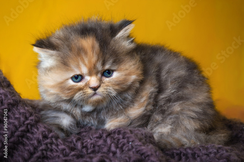 Primo piano di cucciolo di gatto persiano a pelo lungo tortie beige rossiccio photo