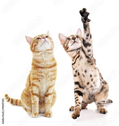 Fotografi Cute cats isolated on white