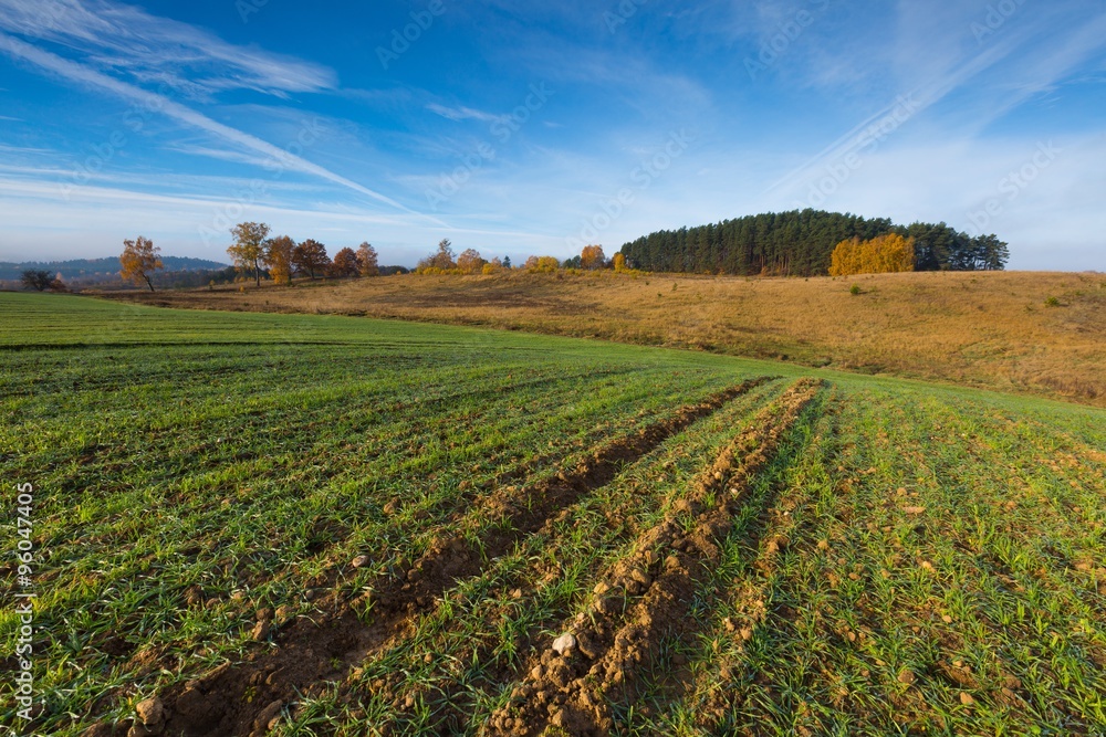 Green field at autumnal morning