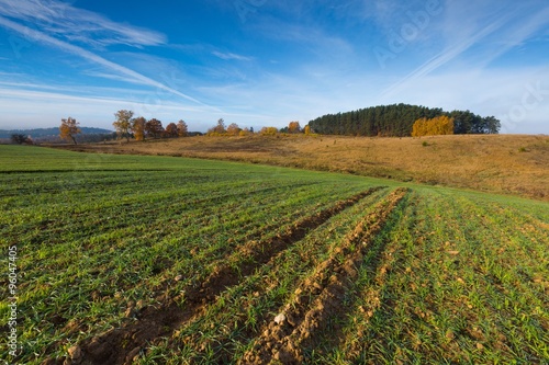 Green field at autumnal morning