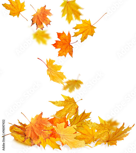 Pile of  autumn  leaves  isolated on white