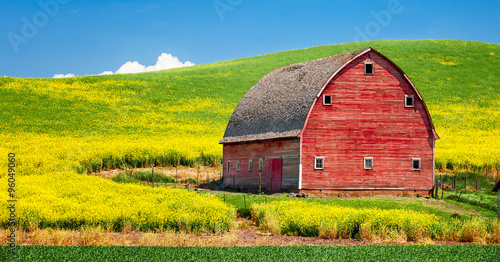 An old red barn on a farm in a blooming field of a crop of canola.