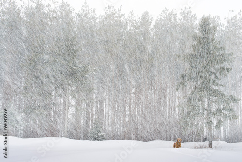 Golden retriever in a raging snow storm