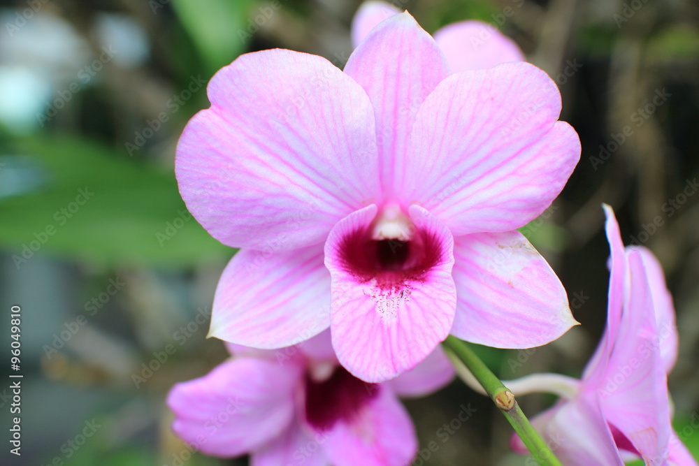 Bloom Orchid flower Bloom Orchid flower