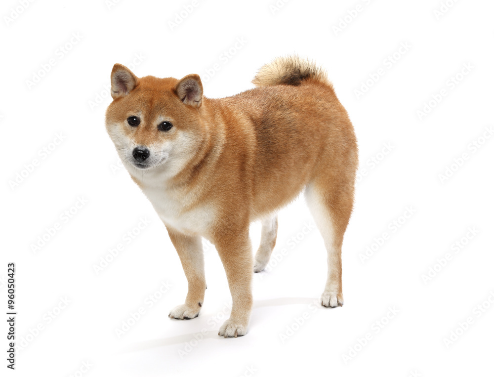 柴犬 柴犬
