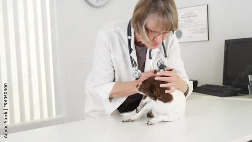 Senior woman vet performing checkup on mixed chihuahua Senior woman vet performing checkup on mixed chihuahua