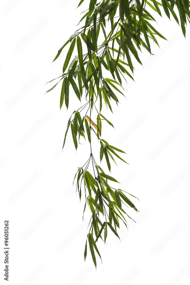 Fototapeta premium bamboo leaves isolated on white background.