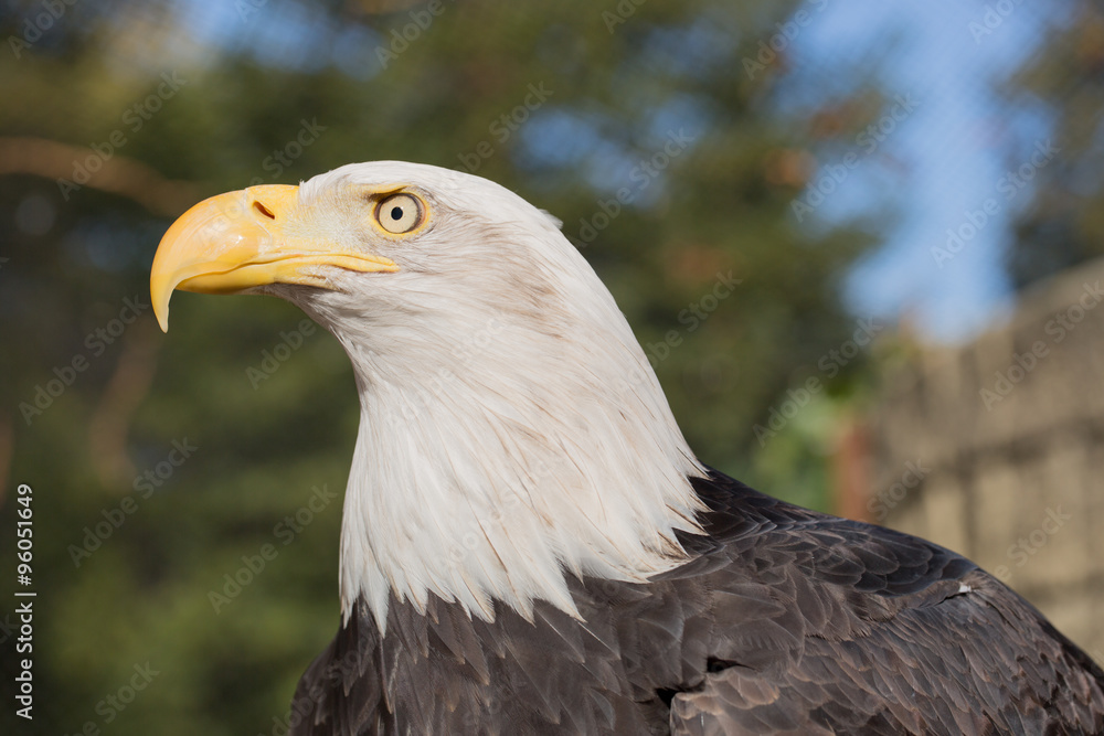 American Bald Eagle (Haliaeetus leucocephalus)